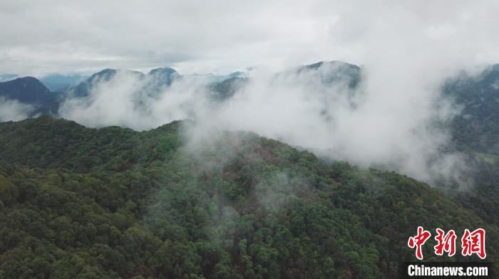 研究：没有青藏高原北部的生长就没有东亚的亚热带常绿阔叶林