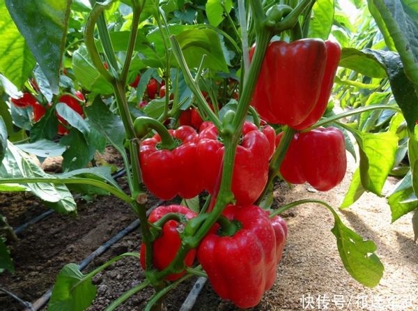 从彩椒看欧洲蔬菜行业优势