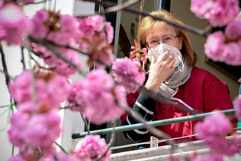 德国波恩：疫情之下 樱花绽放