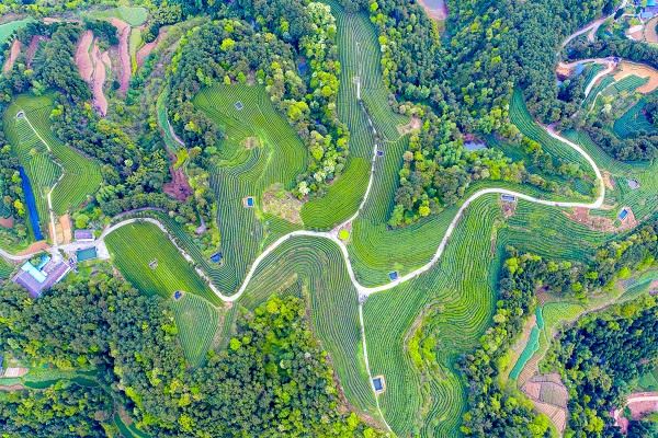 四川旺苍：中国特色黄茶之乡     