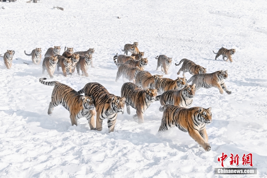 围观国家一级重点保护动物“团战” 东北虎雪地打闹尽显矫健