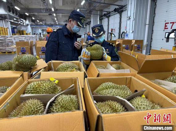 Rapid customs clearance boosts Southeast Asian durian access in China