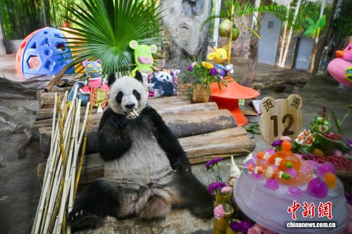 近千人海口共庆熊猫兄弟12周岁生日