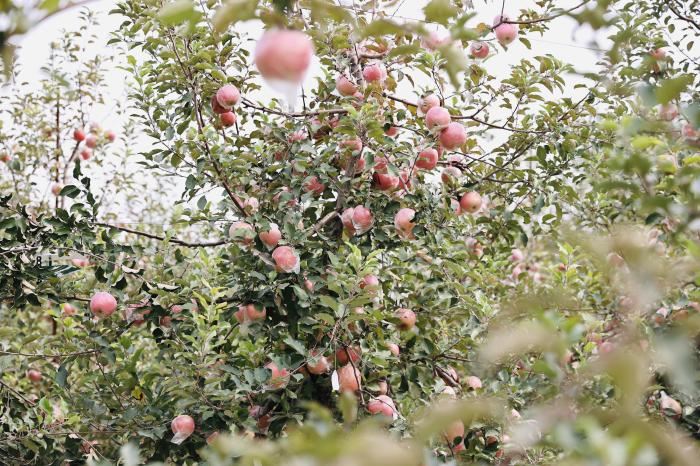 “丑苹果”出山 阿里“造血式”扶贫打造出苹果第一县