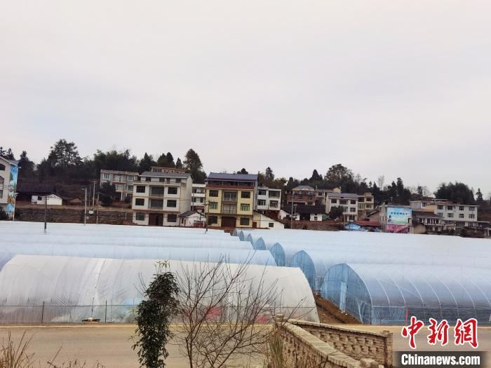 “花果经济”展现出贵州乡村繁荣向上新画卷