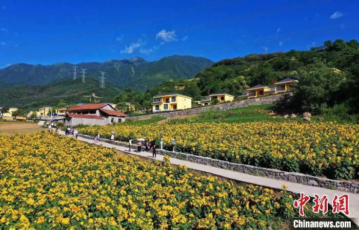 百余亩向日葵花海惊艳绽放。　何清海 摄